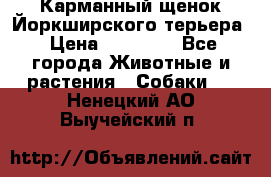 Карманный щенок Йоркширского терьера › Цена ­ 30 000 - Все города Животные и растения » Собаки   . Ненецкий АО,Выучейский п.